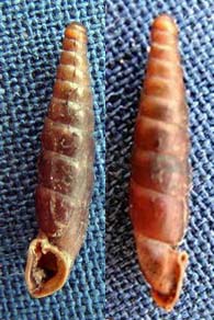 Tabella della Famiglia Clausilidae